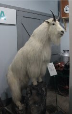 Rocky, The Great Northern Goat